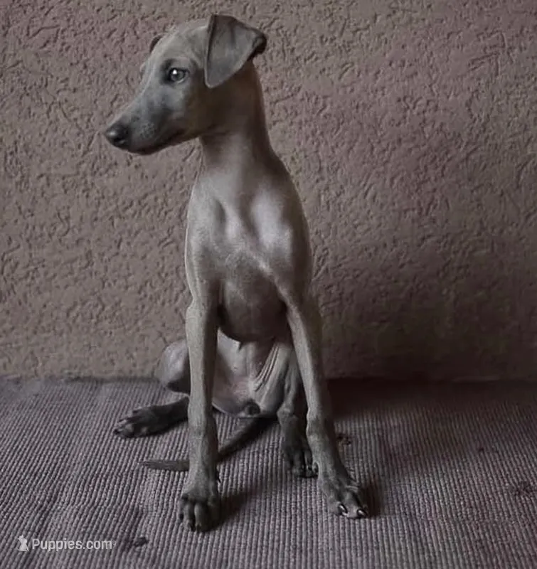 PARIS – Italian Greyhound puppy for sale in Orlando, FL