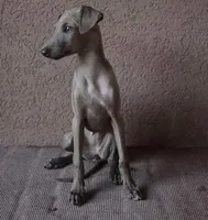 PARIS, a female Italian Greyhound for sale in Orlando, FL – 1 of 4