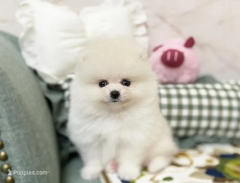 Luna – Pomeranian puppy for sale in Orlando, FL