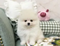 Luna, a male Pomeranian for sale in Orlando, FL – 1 of 5