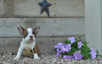 Bingo, a female Boston Terrier for sale in Orlando, FL – 4 of 5