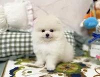 Luna, a male Pomeranian for sale in Orlando, FL – 5 of 5