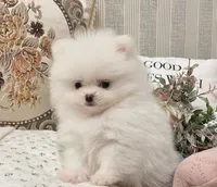 Grace, a male Pomeranian for sale in Orlando, FL – 1 of 5