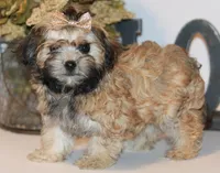 Molly, a female Russian Tsvetnaya Bolonk for sale in Orlando, FL – 2 of 4