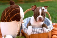Mabel, a female Boston Terrier for sale in Orlando, FL – 3 of 3