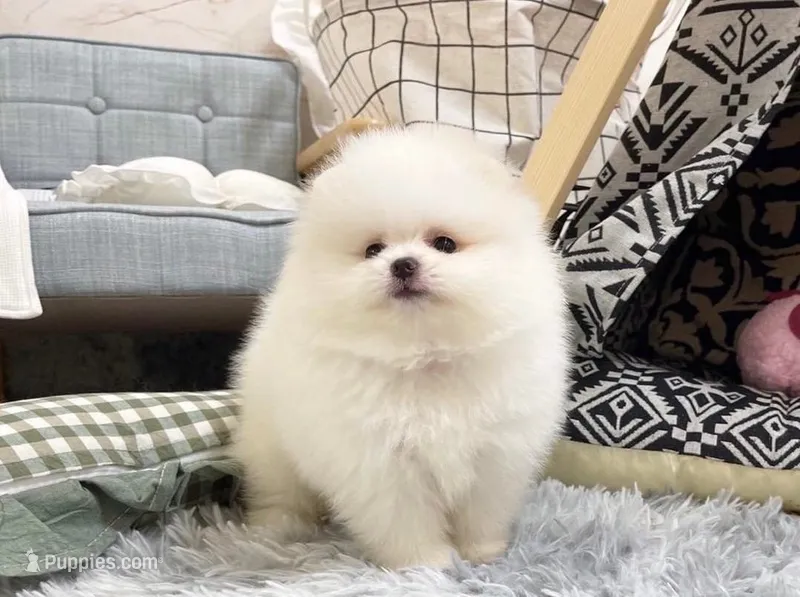 Carter – Pomeranian puppy for sale in Orlando, FL