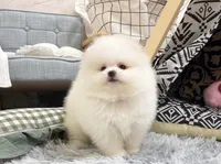 Carter, a male Pomeranian for sale in Orlando, FL – 1 of 4