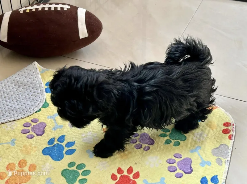 Goose – Russian Tsvetnaya Bolonk puppy for sale in Orlando, FL