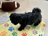 Goose, a male Russian Tsvetnaya Bolonk for sale in Orlando, FL – 1 of 4