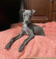 KOBE, a male Italian Greyhound for sale in Orlando, FL – 1 of 5