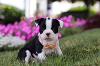 Xena, a female Boston Terrier for sale in Orlando, FL – 5 of 5