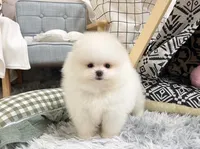 Carter, a male Pomeranian for sale in Orlando, FL – 4 of 4