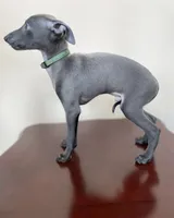 KOBE, a male Italian Greyhound for sale in Orlando, FL – 4 of 5