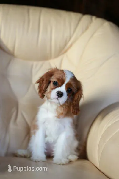 Milo – Cavalier King Charles Spaniel puppy for sale in Orlando, FL
