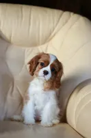 Milo, a male Cavalier King Charles Spaniel for sale in Orlando, FL – 1 of 2