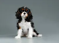 Tess, a female Cavalier King Charles Spaniel for sale in Orlando, FL – 1 of 2