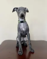 KOBE, a male Italian Greyhound for sale in Orlando, FL – 3 of 5