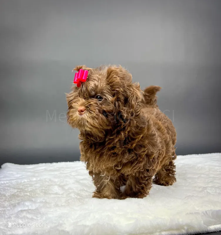 Morgan – Russian Tsvetnaya Bolonk puppy for sale in Orlando, FL