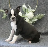Rocky, a female Boston Terrier for sale in Orlando, FL – 3 of 4