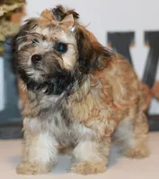 Molly, a female Russian Tsvetnaya Bolonk for sale in Orlando, FL – 4 of 4