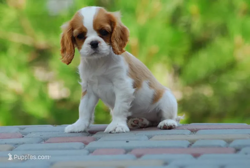 Gus – Cavalier King Charles Spaniel puppy for sale in Orlando, FL