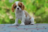 Gus, a male Cavalier King Charles Spaniel for sale in Orlando, FL – 1 of 2