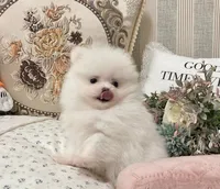 Grace, a male Pomeranian for sale in Orlando, FL – 5 of 5