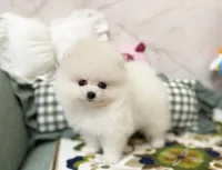 Luna, a male Pomeranian for sale in Orlando, FL – 2 of 5