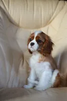 Milo, a male Cavalier King Charles Spaniel for sale in Orlando, FL – 2 of 2