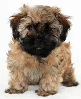 Missy, a female Russian Tsvetnaya Bolonk for sale in Orlando, FL – 5 of 5