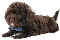 Ziggy, a male Russian Tsvetnaya Bolonk for sale in Orlando, FL – 4 of 7
