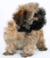Missy, a female Russian Tsvetnaya Bolonk for sale in Orlando, FL – 2 of 5
