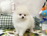 Luna, a male Pomeranian for sale in Orlando, FL – 3 of 5