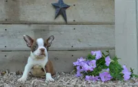 Bingo, a female Boston Terrier for sale in Orlando, FL – 5 of 5