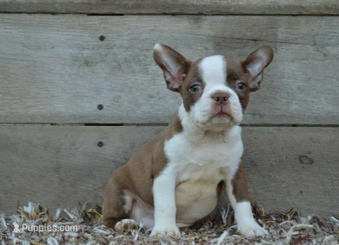 Bingo – Boston Terrier puppy for sale in Orlando, FL