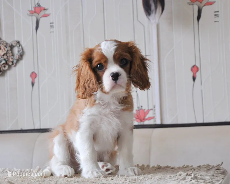Knox – Cavalier King Charles Spaniel puppy for sale in Orlando, FL