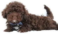 Ziggy, a male Russian Tsvetnaya Bolonk for sale in Orlando, FL – 2 of 7