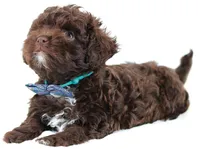 Ziggy, a male Russian Tsvetnaya Bolonk for sale in Orlando, FL – 7 of 7