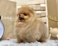 Joy, a male Pomeranian for sale in Orlando, FL – 3 of 4