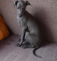 PARIS, a female Italian Greyhound for sale in Orlando, FL – 2 of 4