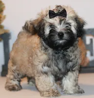 Molly, a female Russian Tsvetnaya Bolonk for sale in Orlando, FL – 3 of 4