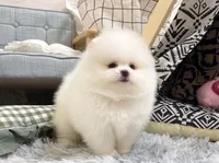 Carter, a male Pomeranian for sale in Orlando, FL – 2 of 4