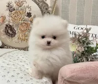 Grace, a male Pomeranian for sale in Orlando, FL – 3 of 5