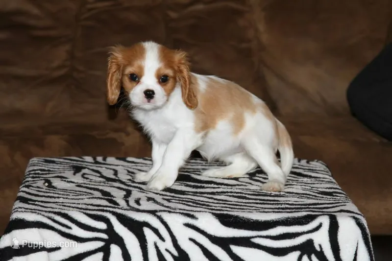 Otis – Cavalier King Charles Spaniel puppy for sale in Orlando, FL