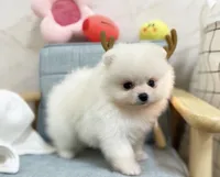 Larry, a male Pomeranian for sale in Orlando, FL – 4 of 4