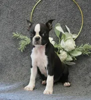 Rocky, a female Boston Terrier for sale in Orlando, FL – 4 of 4