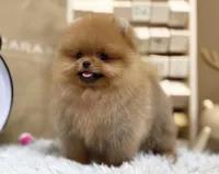 Joy, a male Pomeranian for sale in Orlando, FL – 2 of 4