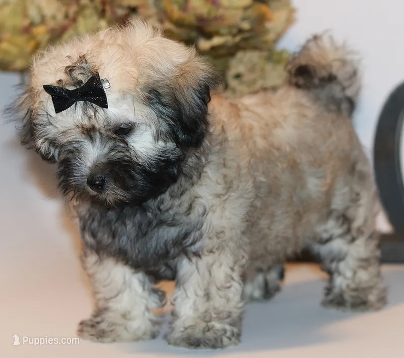 Molly – Russian Tsvetnaya Bolonk puppy for sale in Orlando, FL