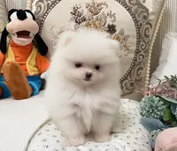 Grace, a male Pomeranian for sale in Orlando, FL – 2 of 5