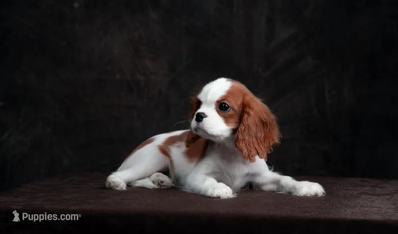 Joseph – Cavalier King Charles Spaniel puppy for sale in Orlando, FL